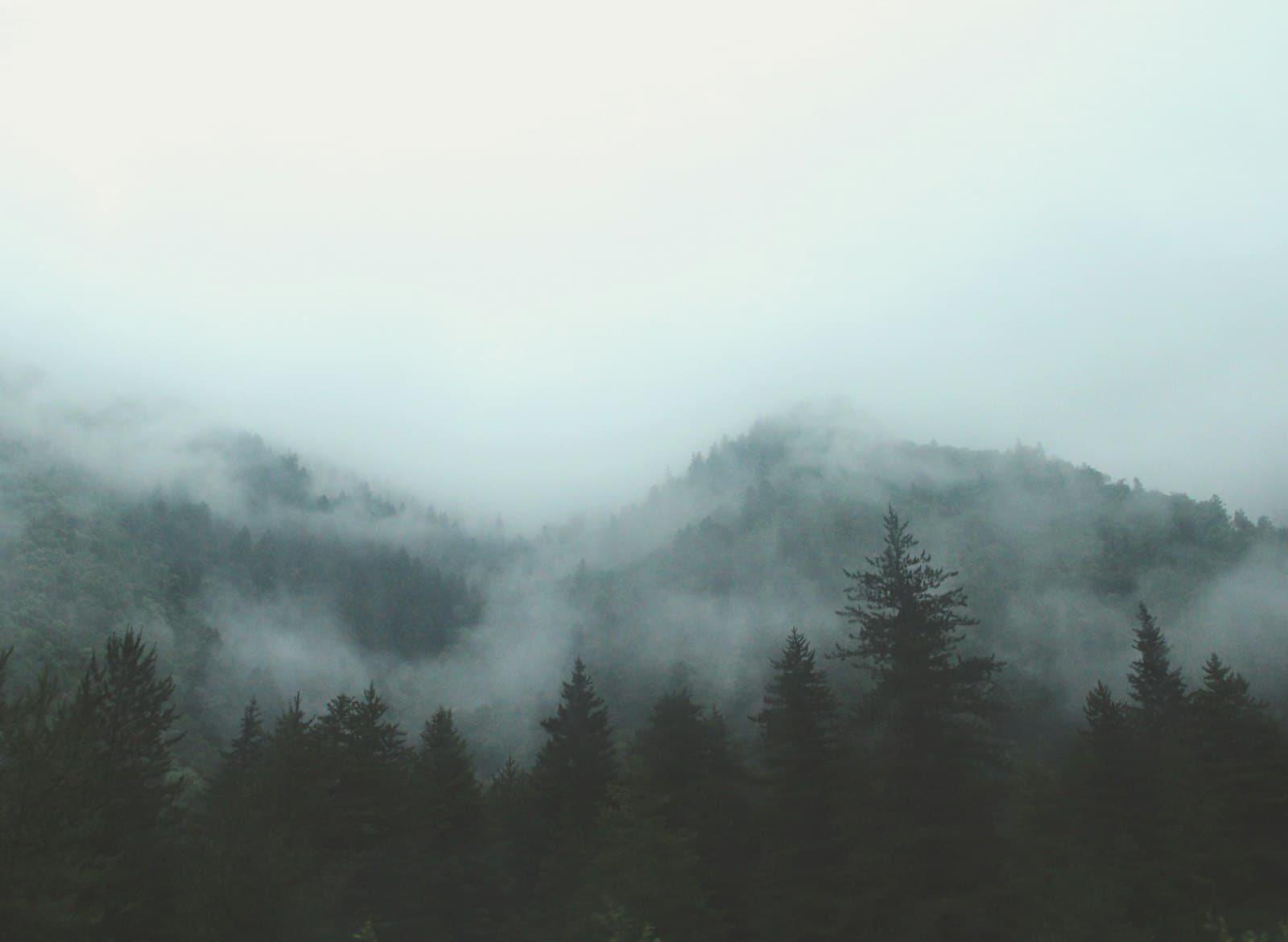 Evergreens in the morning mist